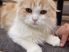 -喵园·猫主题咖啡厅·撸猫·猫咖(国贸店)