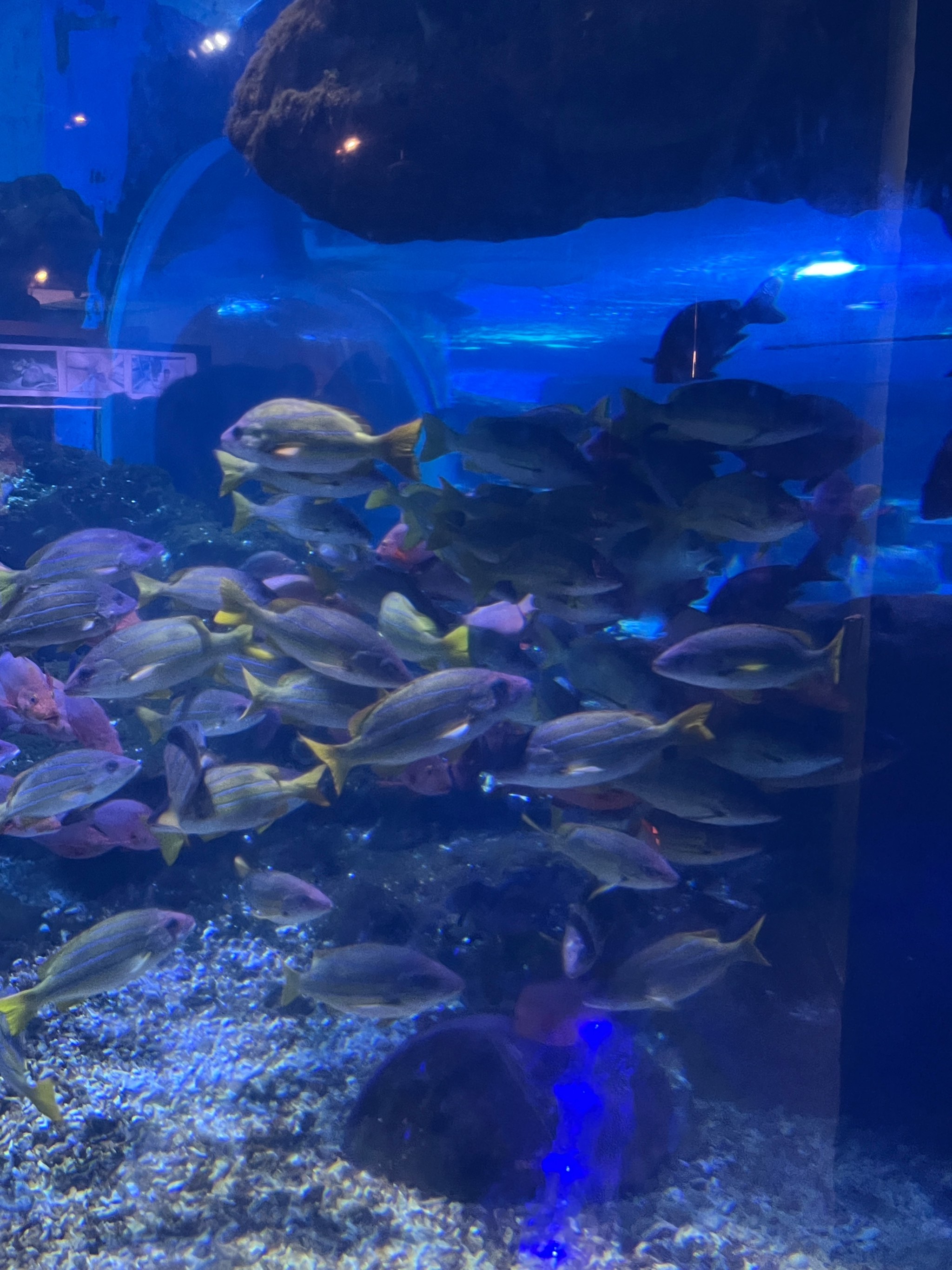 圣彼得堡海洋水族馆图片