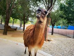 -北京野生动物园