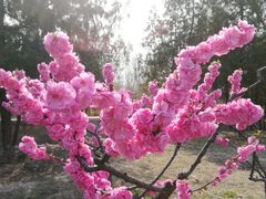 -永定河休闲森林公园