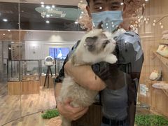 -袖虎·猫馆(体育西路店)