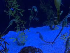 -上海海洋水族馆-停车场