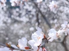 -妙峰山风景名胜区