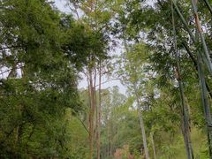-火炉山森林公园