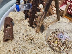 -卡通尼·Safari非洲探索乐园·生日会(金桥国际商业广场店)