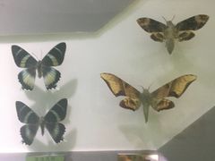 -上海昆虫博物馆