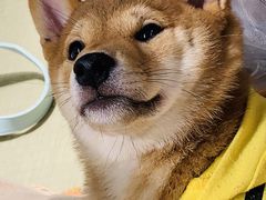 -逗柴咖啡屋·狗咖猫咖宠物桌游
