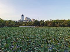 -长春市南湖公园