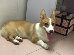 -东莞宠友24H宠物中心医院·转诊夜诊·异宠(新河北路院)