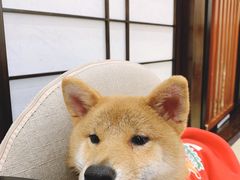 -逗柴咖啡屋·狗咖猫咖宠物桌游