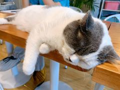 -Cappucimeow猫咪咖啡馆(韦伯时代店)