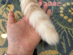 -平行世界·猫咖(首经贸店)