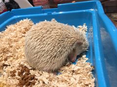 -藦茜花园宠物主题亲子互动体验馆(国顺东路店)