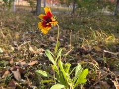 -长白岛森林公园