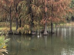 -贡湖湾湿地公园