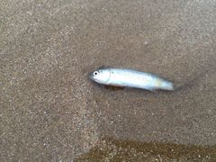 -青岛第三海水浴场