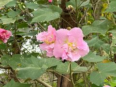 -东梓关景区村庄