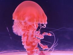 -珠海长隆海洋王国