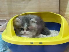 -momokira米努特·德文卷毛猫·棉花面纱犬