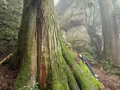 -天目山大树王景区
