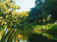 -上海共青森林公园