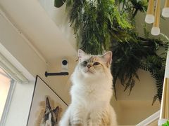-喵喵咪呀布偶猫咖(春熙路店)