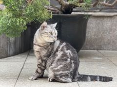 -龙华素斋(龙华路店)