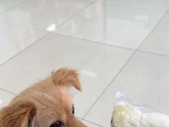 -利又安动物医院··老年病·猫科犬科·中兽医