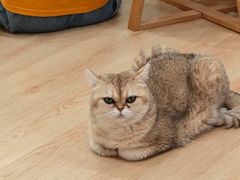 -有喵·猫咖·狗咖·30几只猫10只小狗(岗厦店)