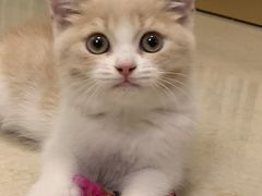 -lincat·猫舍(广州店)