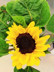 -FUMEIHUI·科技美肤·美体SPA