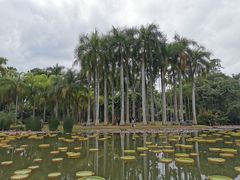 -中国科学院西双版纳热带植物园