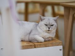 -李小姐の猫咖啡馆(五角场店)