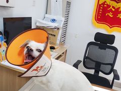 -派美特宠物医院·核磁CT·骨科肿瘤·疑难转诊(沈农禾丰店)