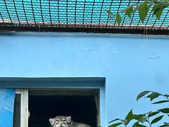 -青藏高原野生动物园