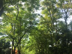 -上海鲜花港
