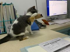 -莘程宠物医院(金山店)