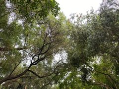 -梧桐山风景名胜区