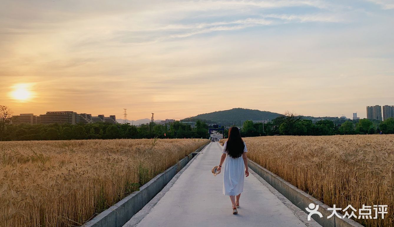 杭州滨江的麦田,在夕阳下奔跑吧