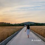 杭州滨江的麦田,在夕阳下奔跑吧