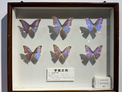 -上海大自然野生昆虫馆(东方明珠·爬宠昆虫探索中心)