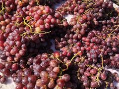 -红星农博物流中心