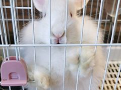 -猫猫幼稚园·撸猫·桌游·电玩