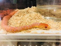 -阪尚皇·原切牛排·烤肉火锅自助(北京路店)