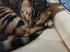 -安格丽娜·狗咖·猫咖羊驼咖(春熙路百盛商场店)