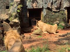 -海南热带野生动植物园