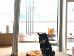 -柴务处·柴犬主题狗咖