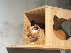 -Heymao猫咖.咖啡厅(东门店)