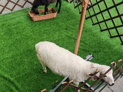 -清真·益鑫羊肉手抓馆(花园北街店)