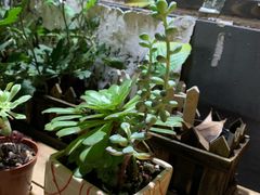 -花间酒庭院餐厅(谷山店)